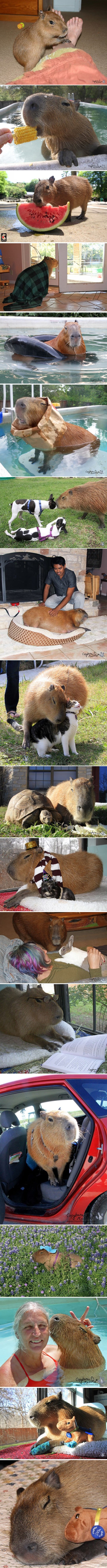 Kapibare su novi psi