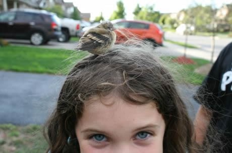 Ptičica kupila građevinsko zemljište na klinkinoj glavi