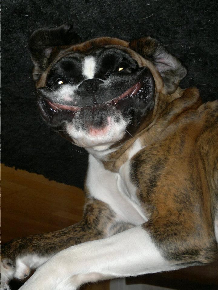 Mfmfmfmf, ostavio sam ti "kolačić" u hodniku!