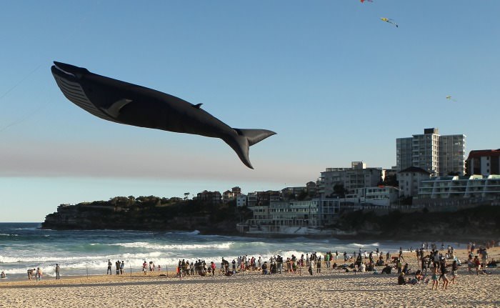 Napravili zmaja u obliku letećeg kita u prirodnoj veličini