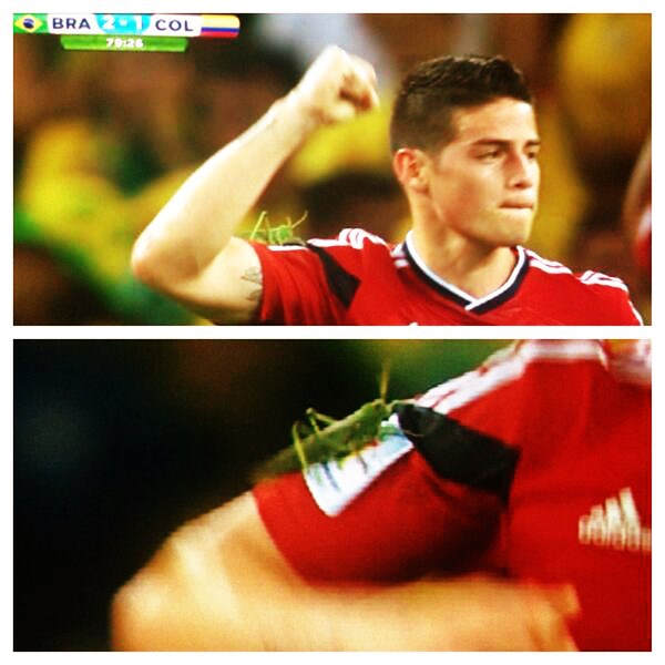 Divovski skakavac napao Kolumbijce - kriv sudac? :D