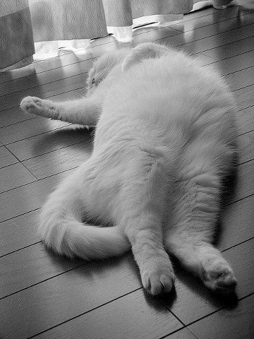 Mačka konačno pronašla svoju sudbinu i revno je ispunjava