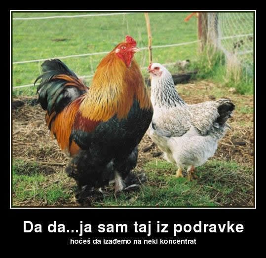 Našao neku kokoš, pa vježba ulet