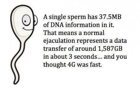 Ko je znao da spermij sadrži 38 megabajta podataka u sebi?