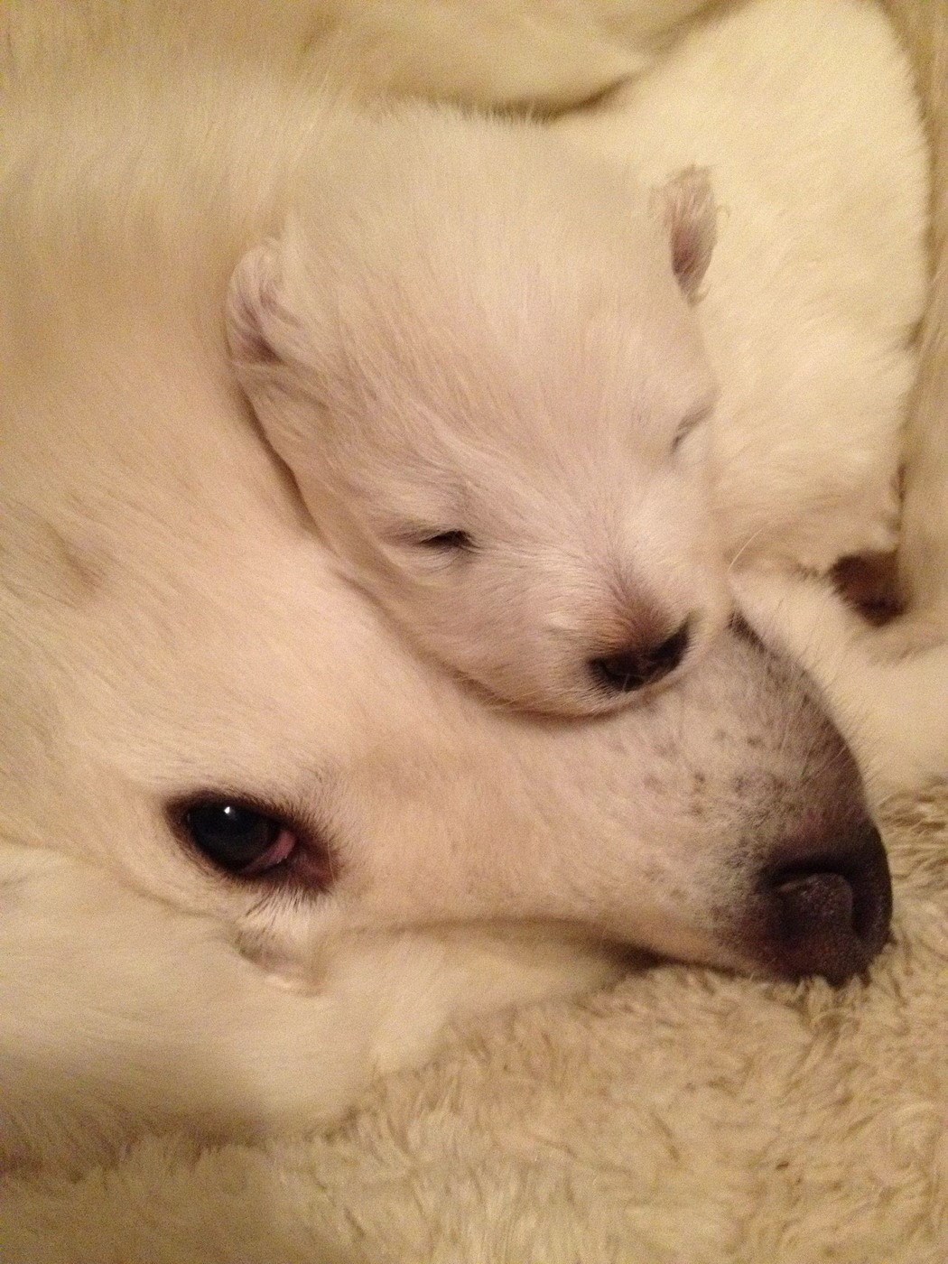 Mama čuva svog novog malog čupavca