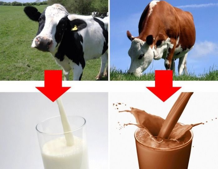 Kako klinci vide logiku oko čokoladnog mlijeka