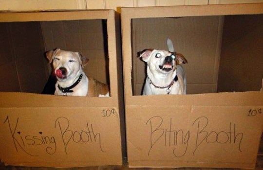 Pusa ili smrt - biraj