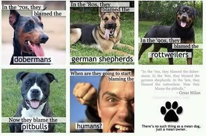 Krivite agresivne vlasnike, a ne jadnog psa