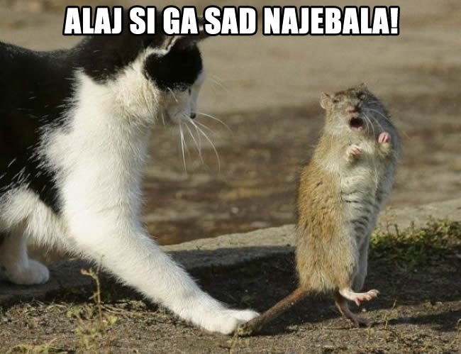 Bijesni štakor se sprema zgromiti mačku