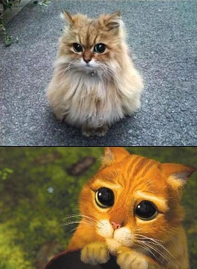 Mačak iz crtića ipak postoji:D