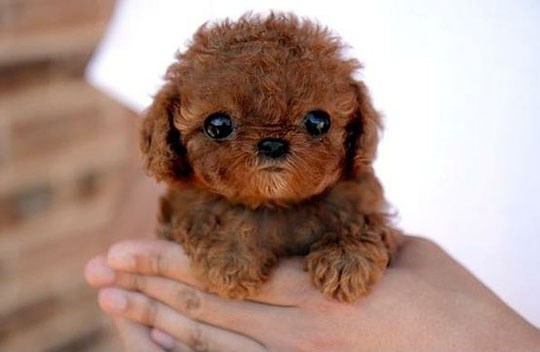 Mini Chewbacca