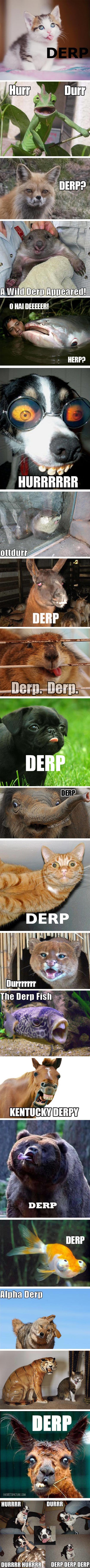 Životinje pobenavile - dnevna doza ludila