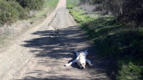Pas u šetnji otkazao poslušnost