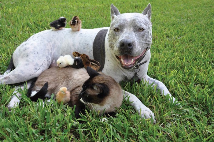 Užasni pitbull iz pakla zlostavlja životinje