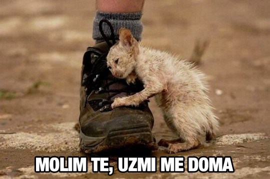 Tko ne voli životinje, ne voli ni ljude