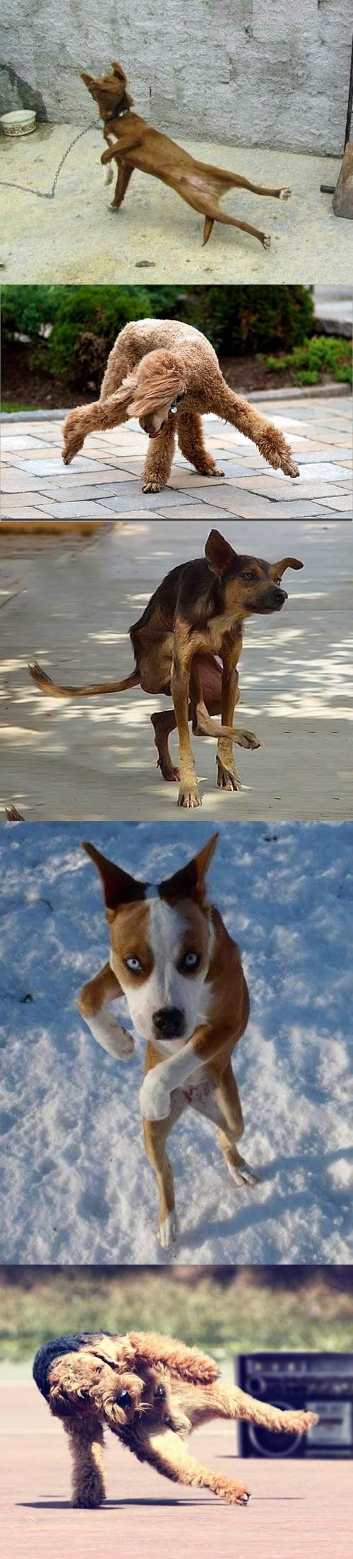 Psi breakdanceri pokazali i dokazali vještinu