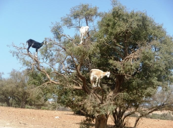 Evolucija na djelu - koze se penju po drveću