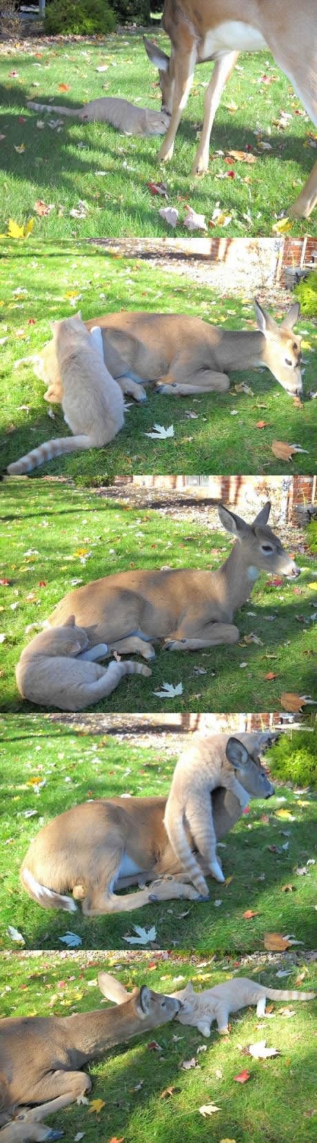 Mačka i srna kompići
