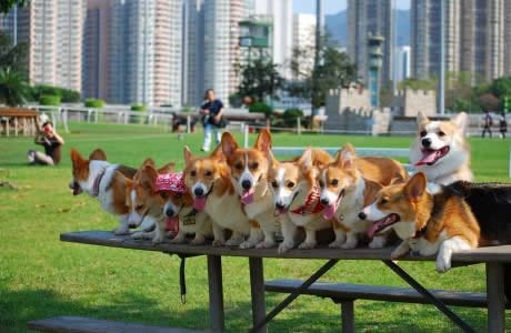 Korgi obitelj na vikend pikniku