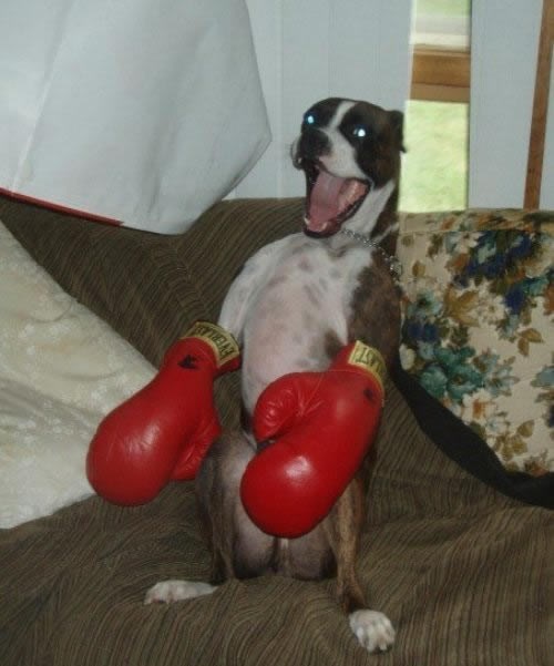 Nisi bokser, skidaj rukavice!