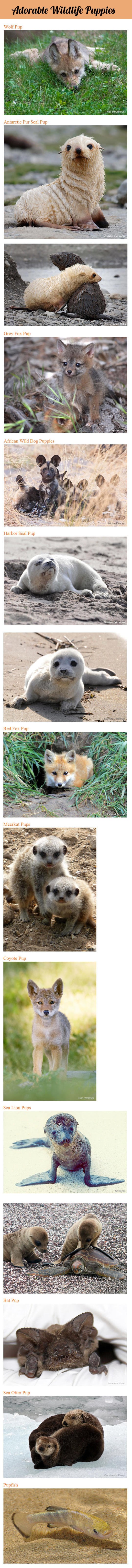 Medena mladunčad divljih životinja