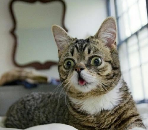 Mislim da sam vidjela mic.. pa ja JESAM mica maca!!