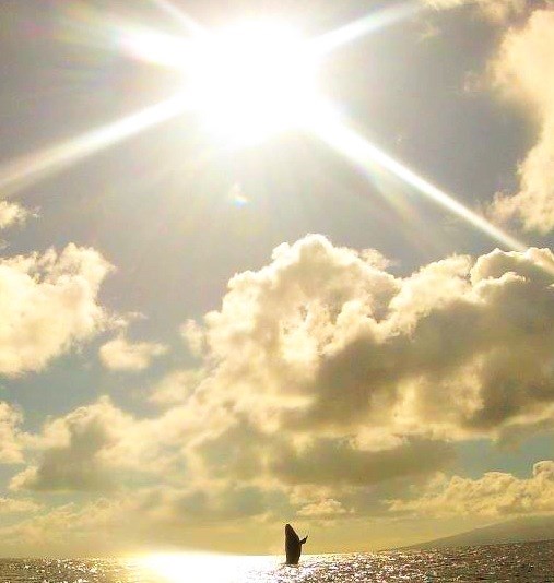 Grbavi kit pozdravlja sunce