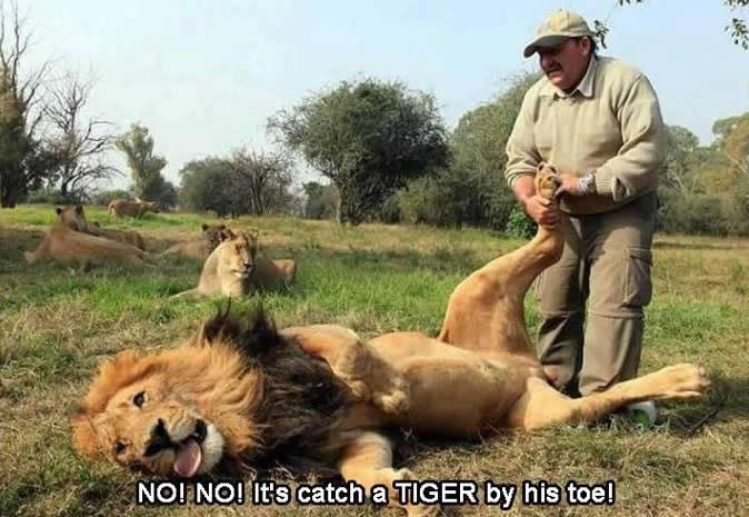 Ko bi reko da su lavovi ovakve maze:D