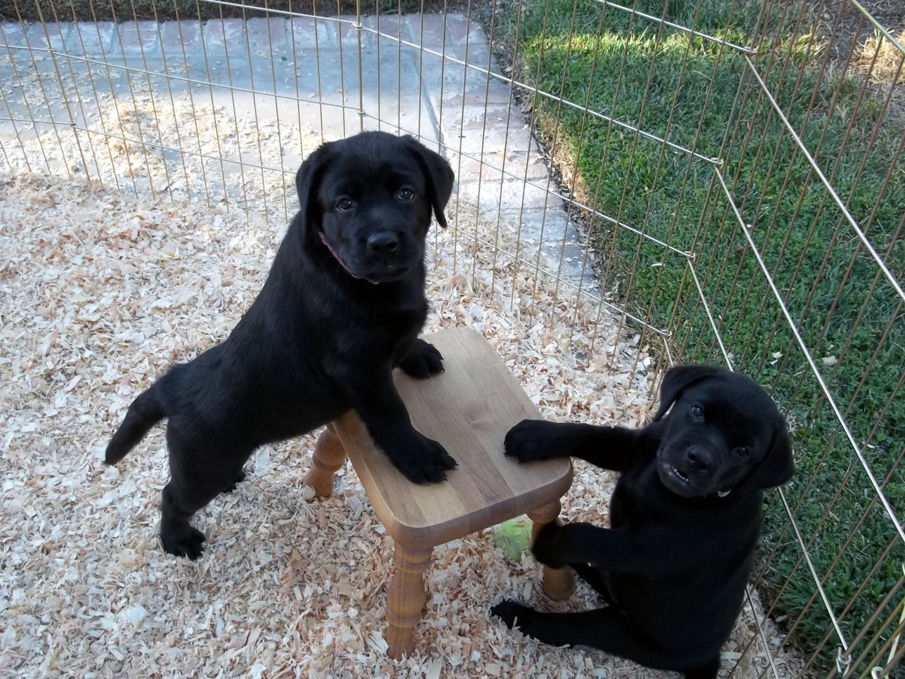 Ups, prekinusmo pseći poslovni sastanak!