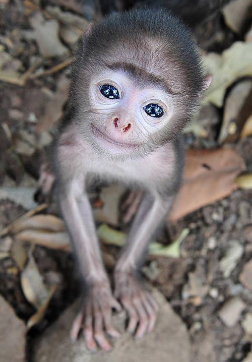 Majmunčić čarobnog pogleda pita jesi mu mama:)