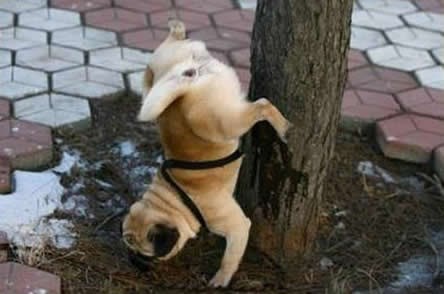 Evolucija - psi iz dosade smišljaju nove način markiranja