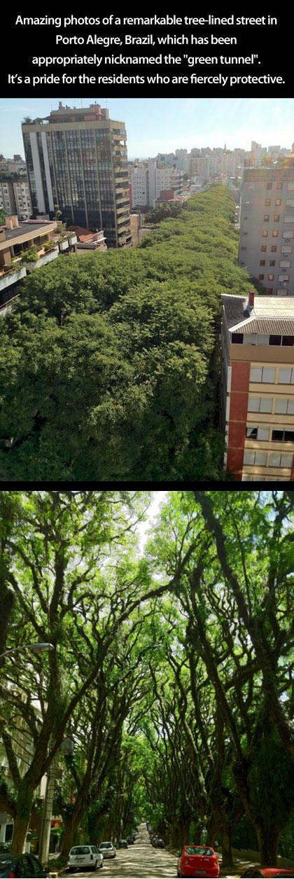 Prašuma usred grada