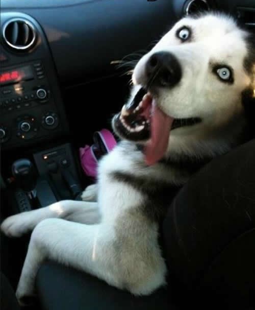 Nadam se da je zlatna retriverica!