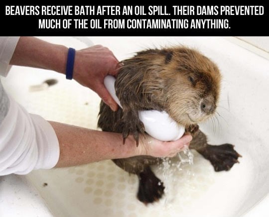 Dabrovi spasili prirodu, sad spašavaju njih