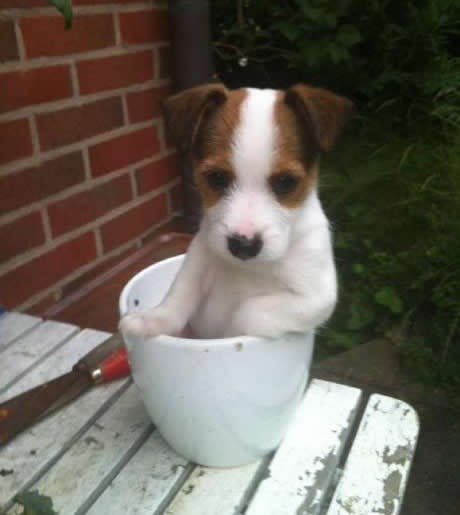 Pasić pozira dok čila