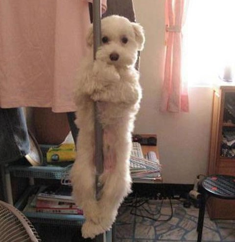 Nije kako se čini, samo skuplja pare za dresuru