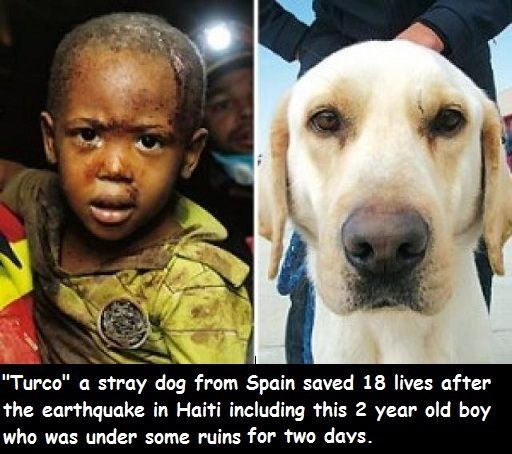 "Samo obični pas" spasio 18 života