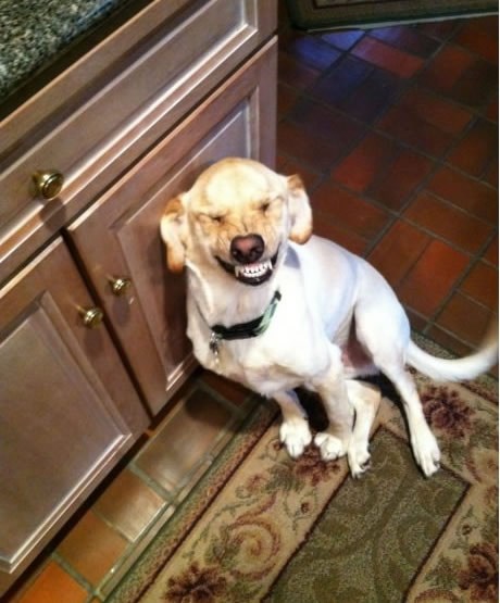 Njihihi, što sam ti se zasro u hodnik!