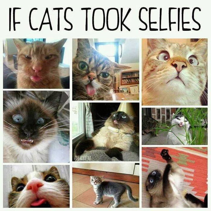 I mačketine počele sa "selfijima"