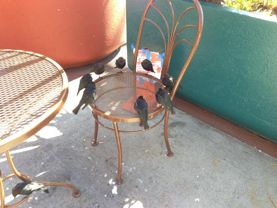 Ptičja klapa na probi