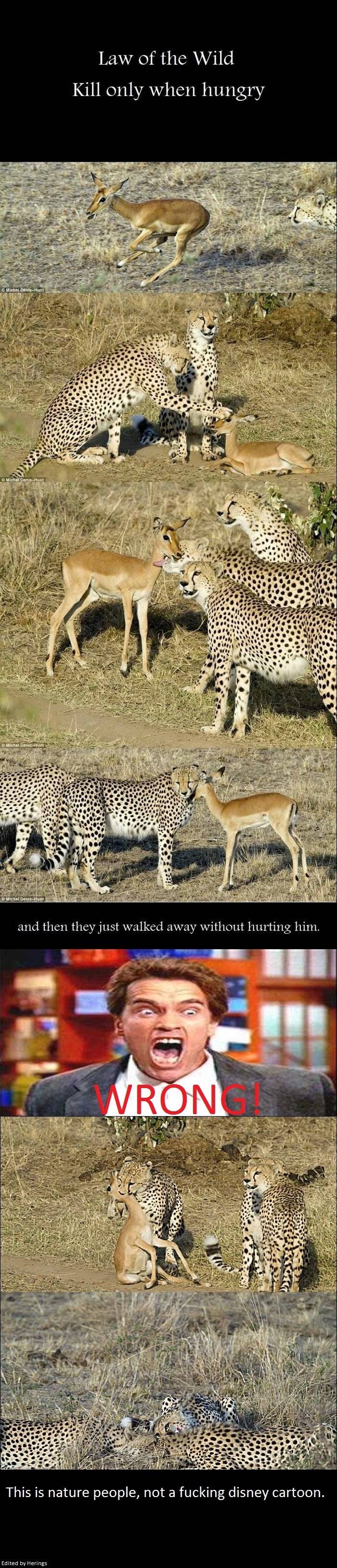 Životinje ubijaju samo kad su gladne... Malo morgen!