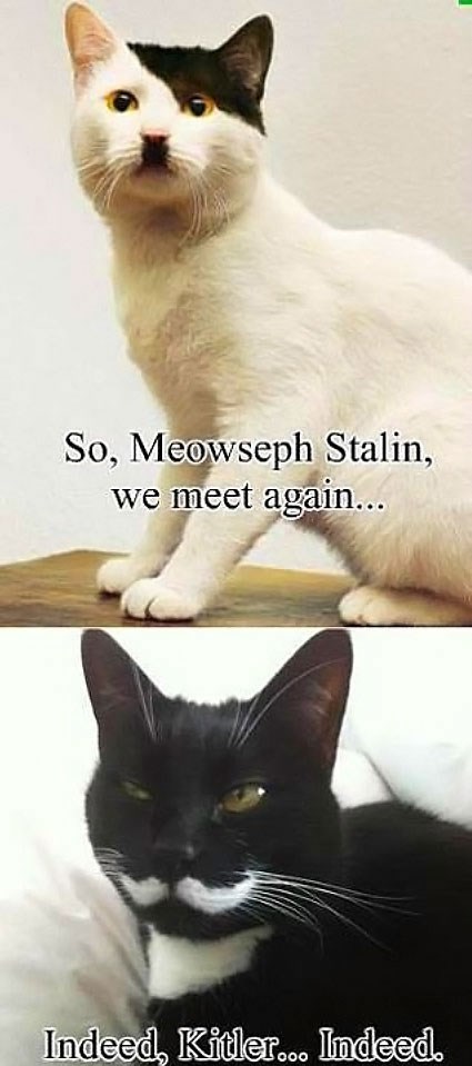 Hitler i Staljin reinkarnirani kao mačke