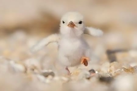 Reci mi to u facu, prokletniče!