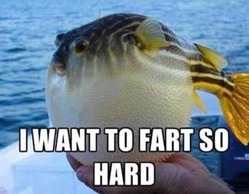 Ribica bi prdnula, al je prepristojna za to