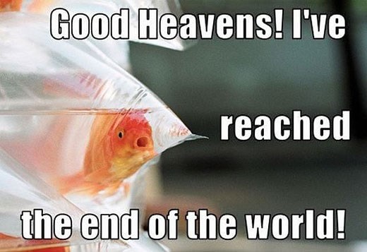 Zlatna ribica došla do kraja svijeta