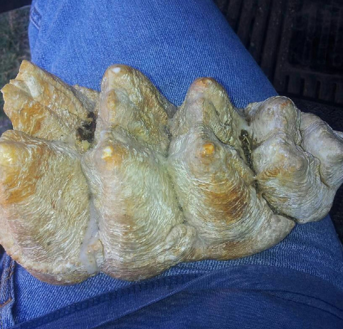 Dinosaurov kutnjak