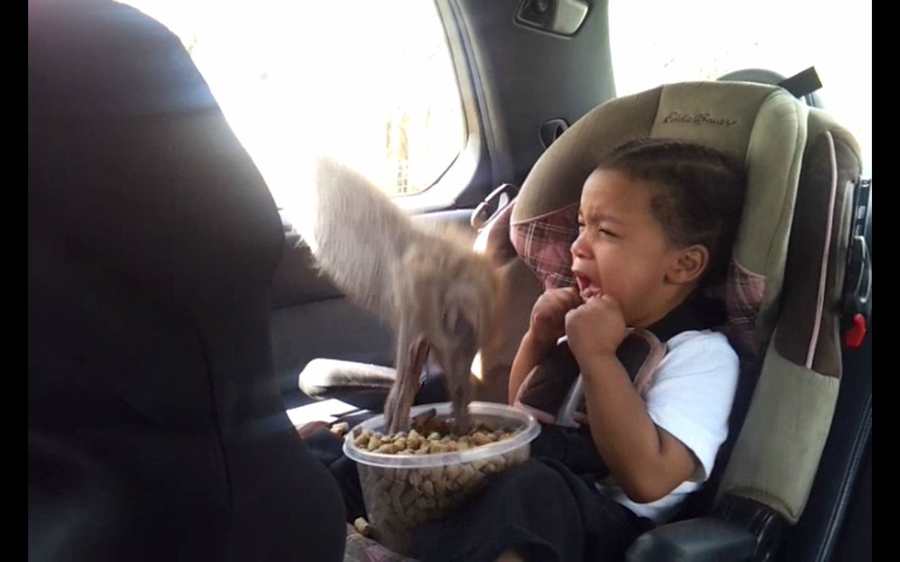 Zoološki je ko stvoren za dječje traume