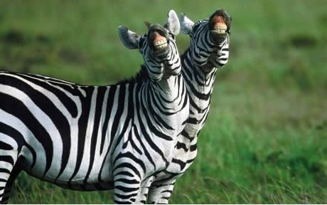 Životinje na safariju naučile kako zaraditi dodatnu klopu