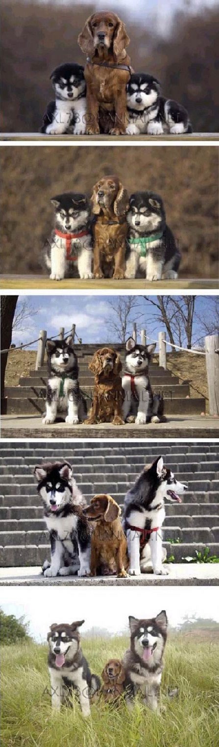 Odrastanje - kad si mali paziš njih, kad narastu paze tebe