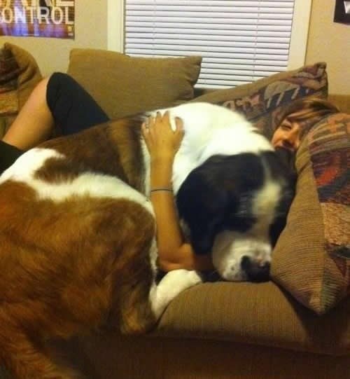 Neko je zaboravio da više nije malo štene koje stane u ruku